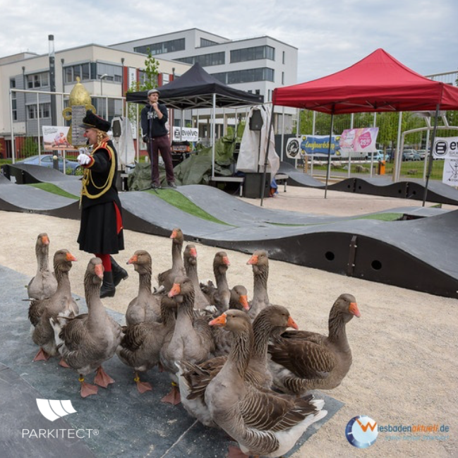 All ages, all abilities. Ducks ride a PARKITECT modular pumptrack.